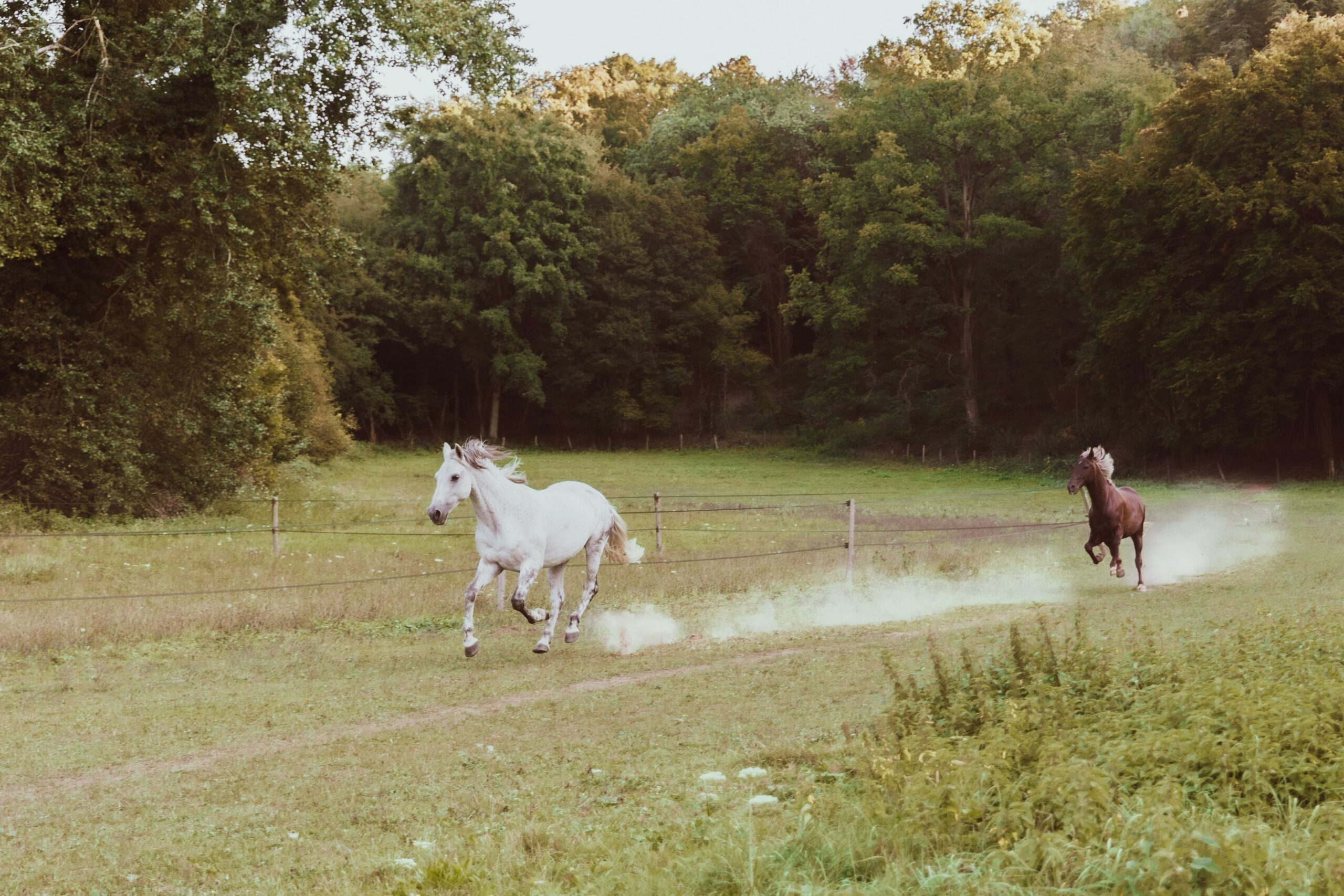 Horses with white and brown fur running on grassy field near green forest in countryside in daylight
